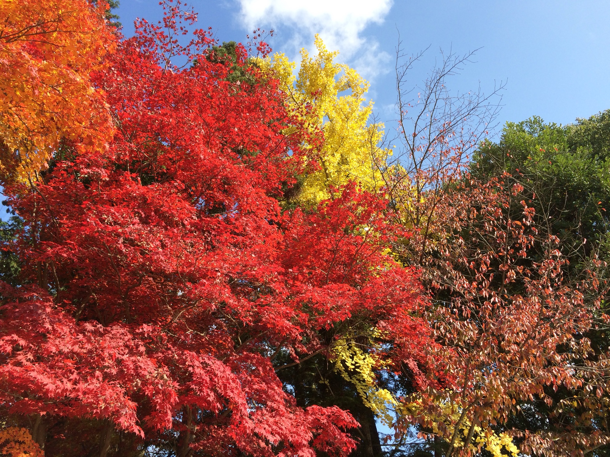 上賀茂手づくり市・紅葉